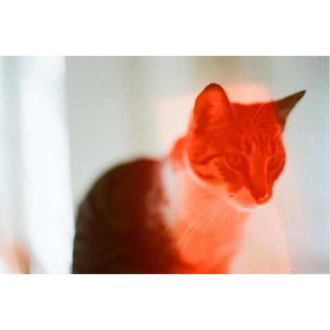 SOLAR Specialty Color 35mm Film, 400 ISO