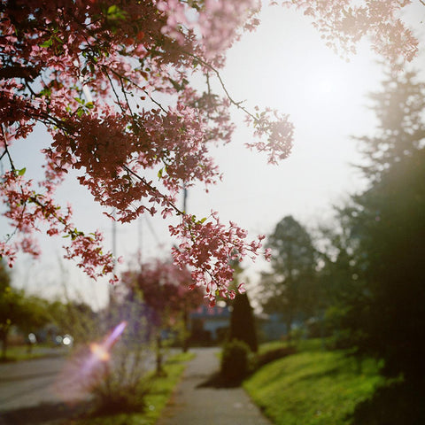 Kodak Gold 200 Color 120 Film, 5-Pack