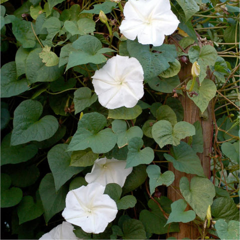 Moon Flower Tarot Seed Packet
