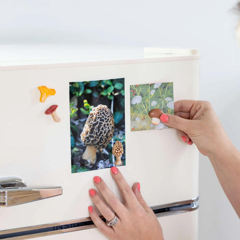 Mushroom Magnets Set