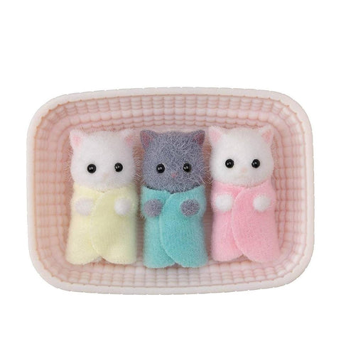 Persian Cat Triplets