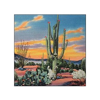 Desert Beauty Matchboxes