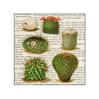 Desert Beauty Matchboxes