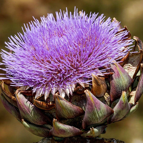 Purple Artichoke Tarot Seed Packet