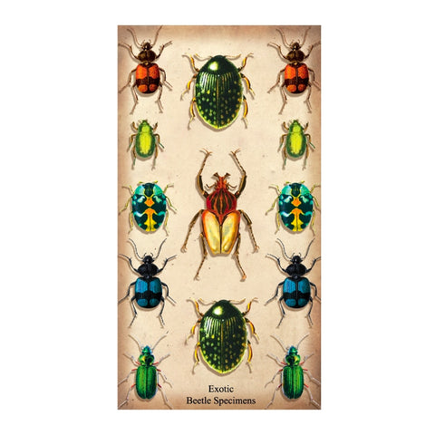 Beetle Specimen Matchboxes