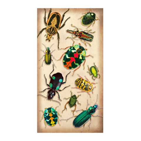 Beetle Specimen Matchboxes