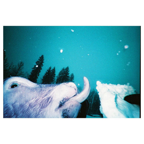 LomoChrome Purple Simple Use Reloadable Film Camera