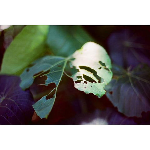Amber T200 Color Movie 35mm Film