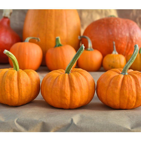 Jack Be Little Pumpkin Tarot Seed Packet