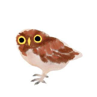 Owlet Tattoos