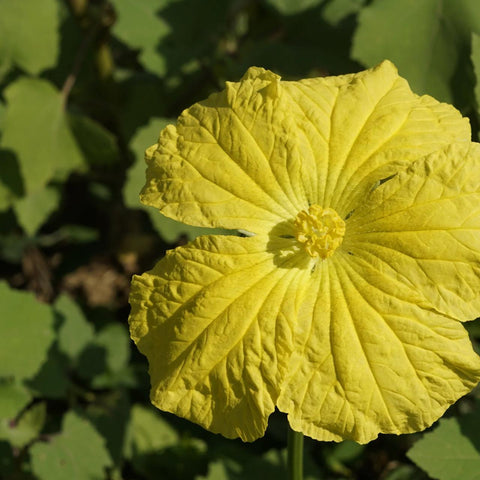 Luffa Gourd Tarot Seed Packet