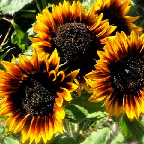 The Sunflower (Ring of Fire) Tarot Seed Packet