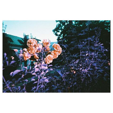 LomoChrome Purple Simple Use Reloadable Film Camera