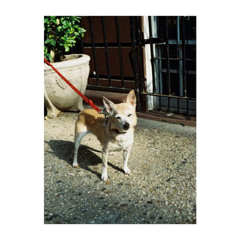 Color Tiger 110 Film, 200 ISO