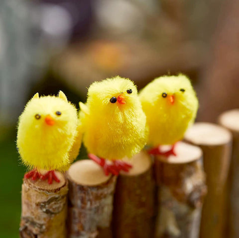 Teeny Tiny Chickies