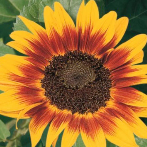 The Sunflower (Ring of Fire) Tarot Seed Packet