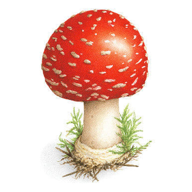Toadstool Tattoos