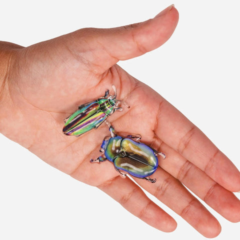 Allie Beetle Clips, Disco Diggers