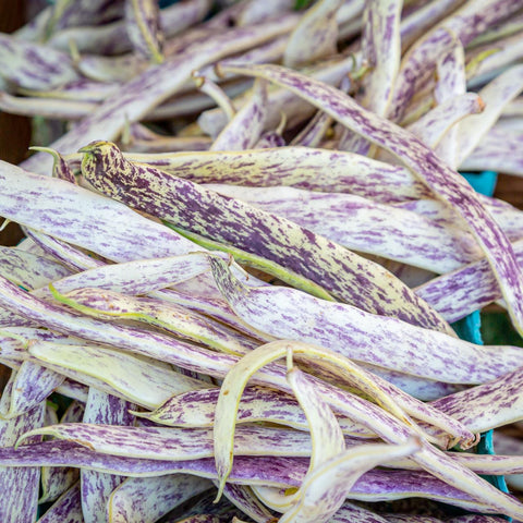 Dragon Tongue Bush Bean Tarot Seed Packet