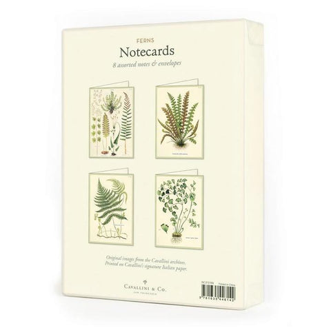 Ferns Boxed Notecards