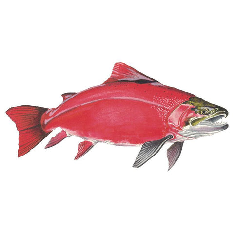 Sockeye Salmon Ink
