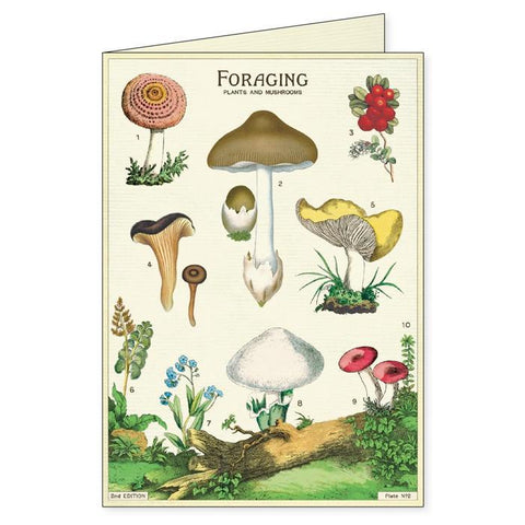 Foraging Boxed Notecards