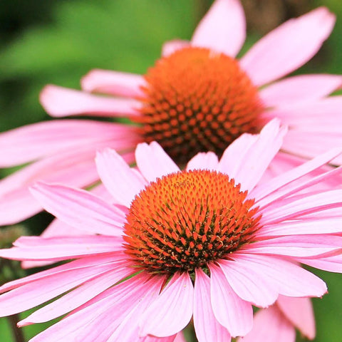 Strength in Echinacea Flower Tarot Seed Packet