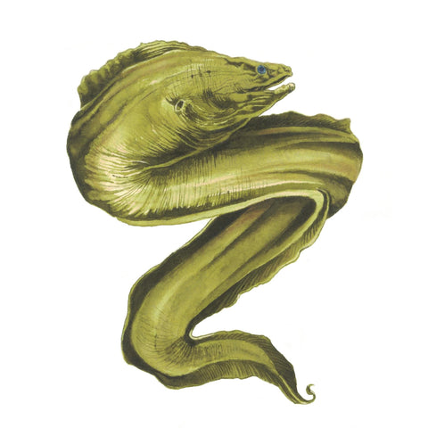 Moray Eel Green Ink