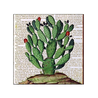 Desert Beauty Matchboxes