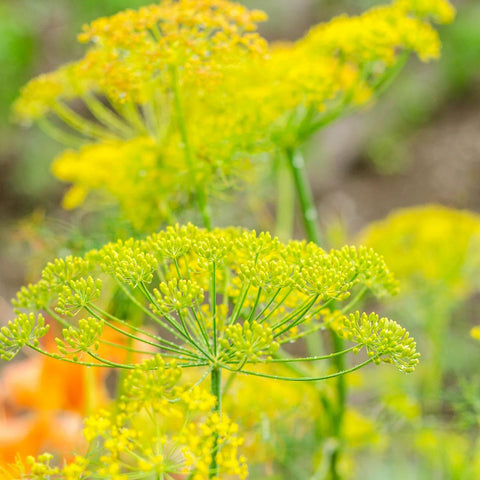 Bouquet Dill Tarot Seed Packet