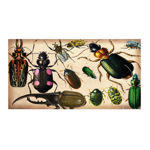 Beetle Specimen Matchboxes