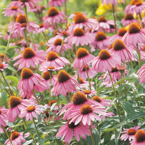 Strength in Echinacea Flower Tarot Seed Packet
