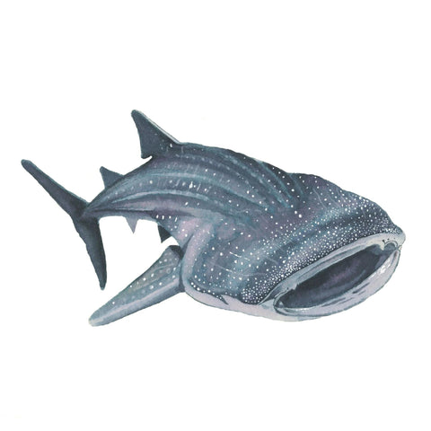 Whale Shark Grey Ink