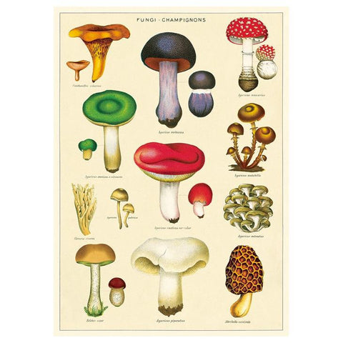 Mushrooms 2 Wrap