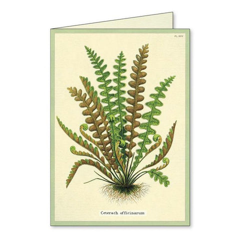 Ferns Boxed Notecards