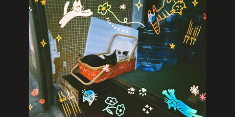 CAT'CHA Disposable Camera