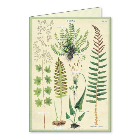 Ferns Boxed Notecards
