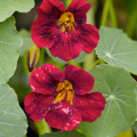 Black Velvet Nasturtium Tarot Seed Packet