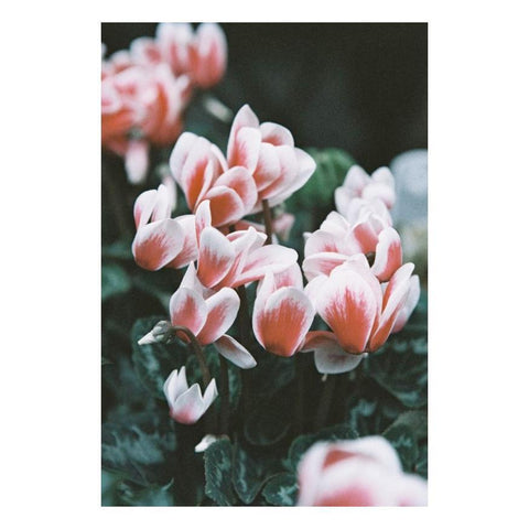 LomoChrome Color ’92 35mm Film