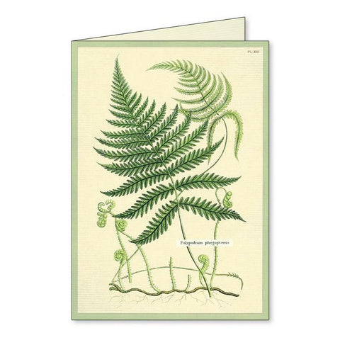 Ferns Boxed Notecards