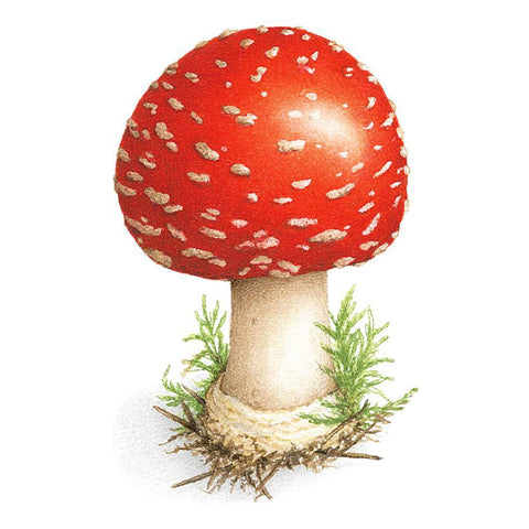 Toadstool Tattoos