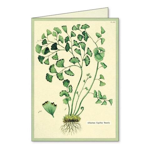 Ferns Boxed Notecards