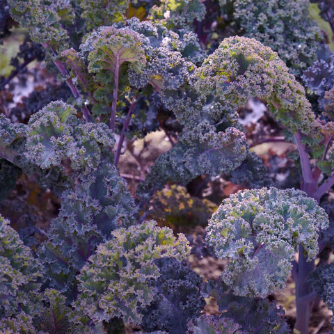 Scarlet Kale Tarot Seed Packet