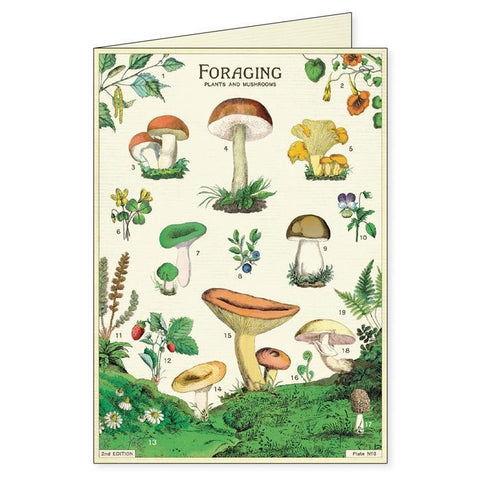 Foraging Boxed Notecards