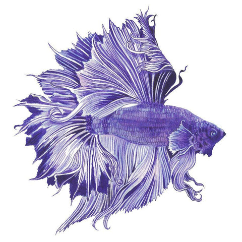 Betta Fish Purple Ink