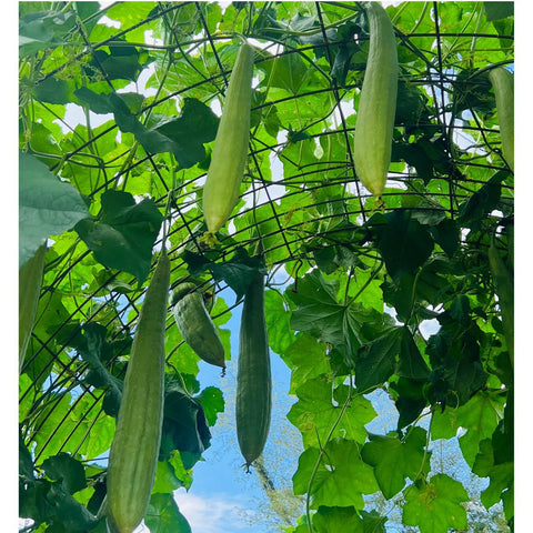 Luffa Gourd Tarot Seed Packet