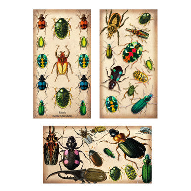 Beetle Specimen Matchboxes