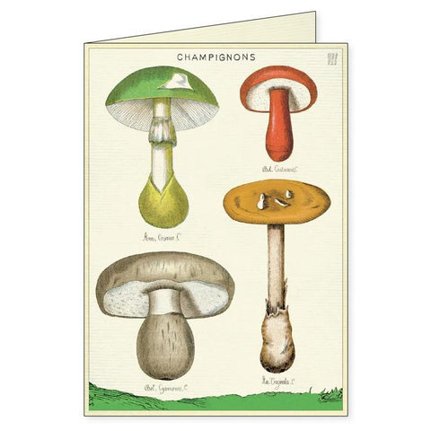 Foraging Boxed Notecards