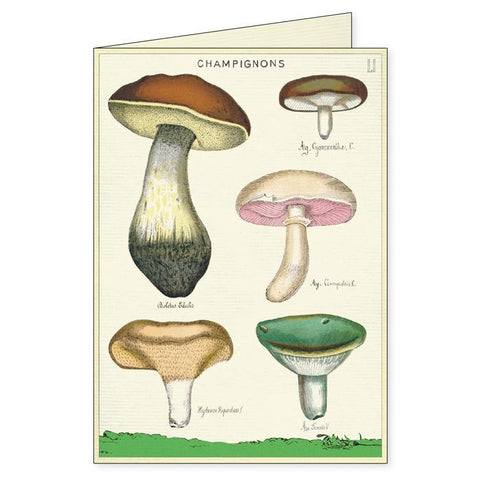 Foraging Boxed Notecards