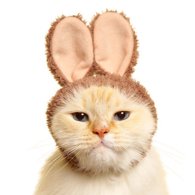 Bunny Ears Cat Cap